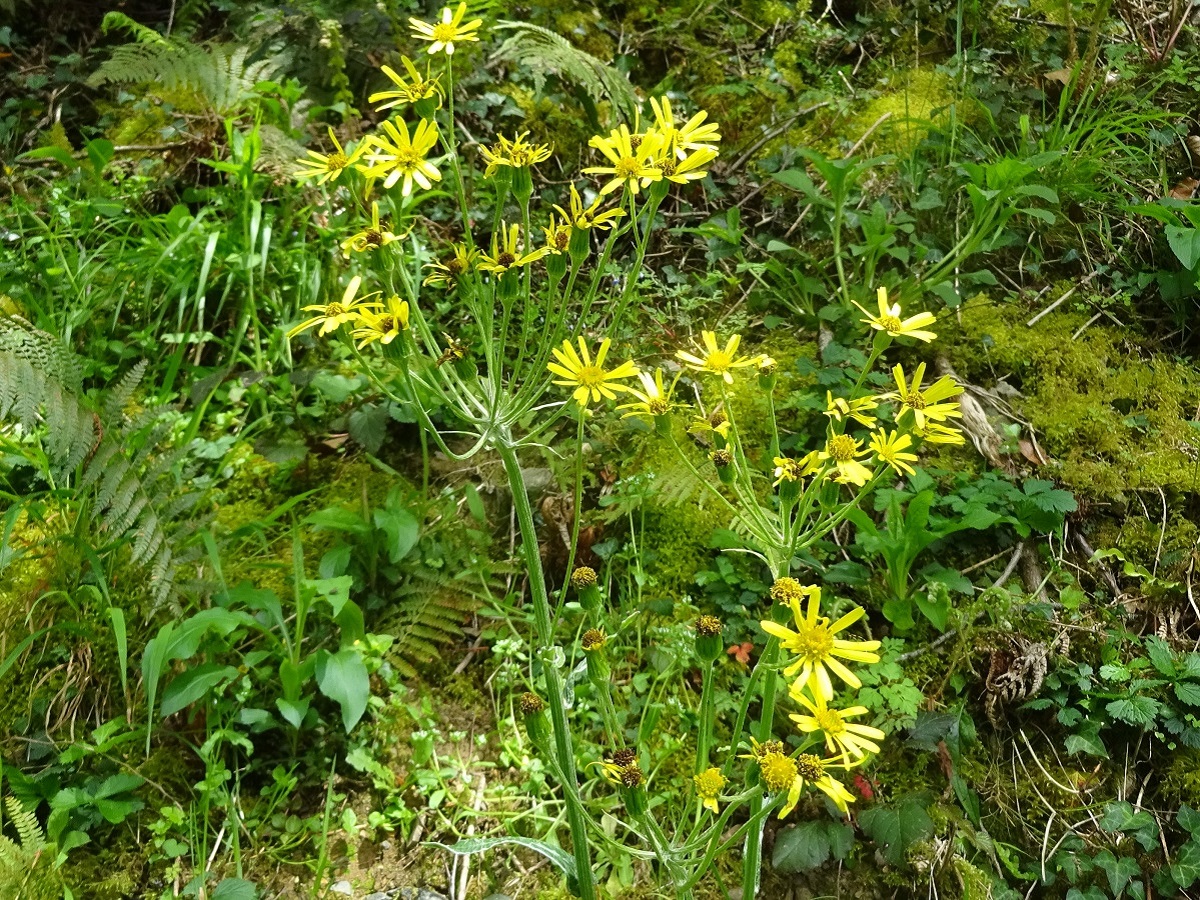 Tephroseris helenitis subsp. helenitis var. helenitis (Asteraceae)